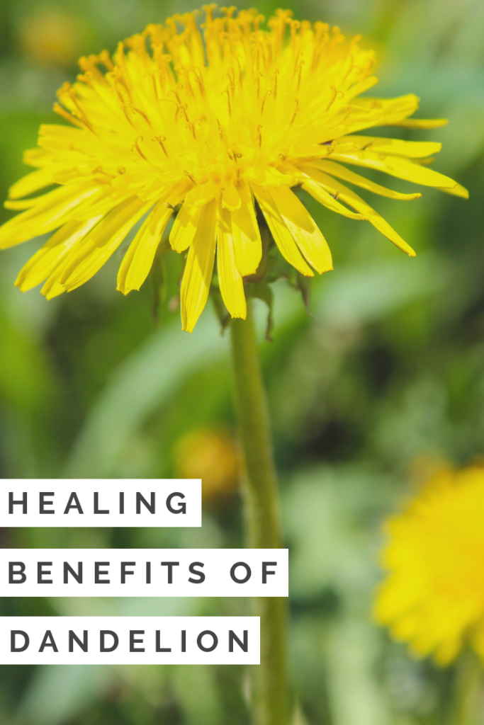 The Healing Benefits Of Dandelion Rural Mom