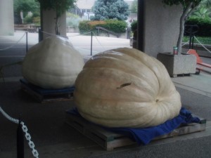 Do You Have What It Takes to Grow the Largest Pumpkin? 