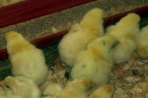 Miracles of Life: Baby Chicks