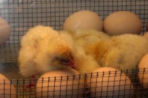 Miracles of Life: Baby Chicks