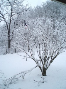 February Winter Snow on Rural Mom Farm