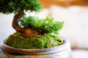Enhance Your Green Thumb With Bonsai 101