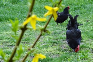 Think Outside the Fence with Real Time Gardening Advice