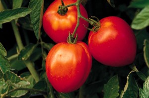 How Many Tomatoes Will You Need for Home Canning?