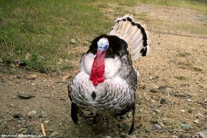 Storey's Guide to Raising Turkeys