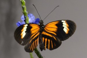 Butterfly Garden at Insectarium