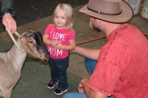 Goat at the state fair
