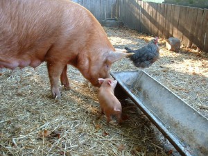 If You Give a Pig a Shot | A Conversation About Antibiotic Usage