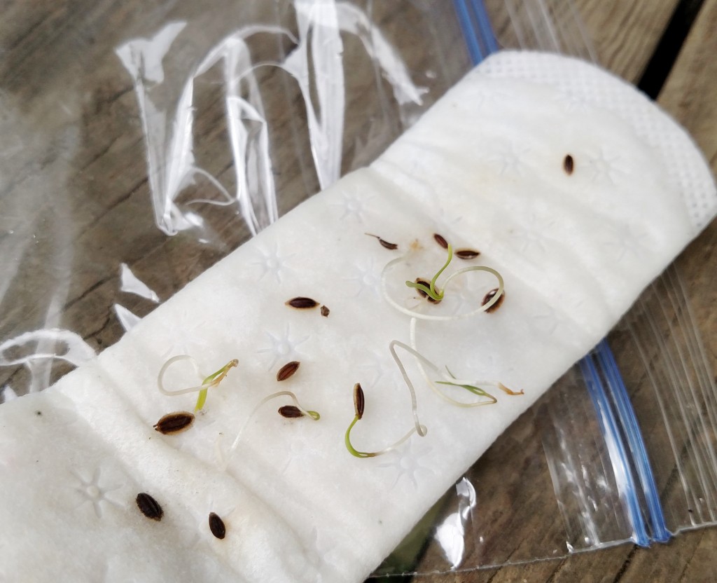 How to Test Old Seeds for Viability