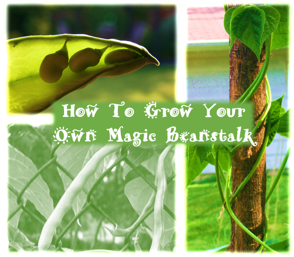 How To Grow Your Own Magic Beanstalk