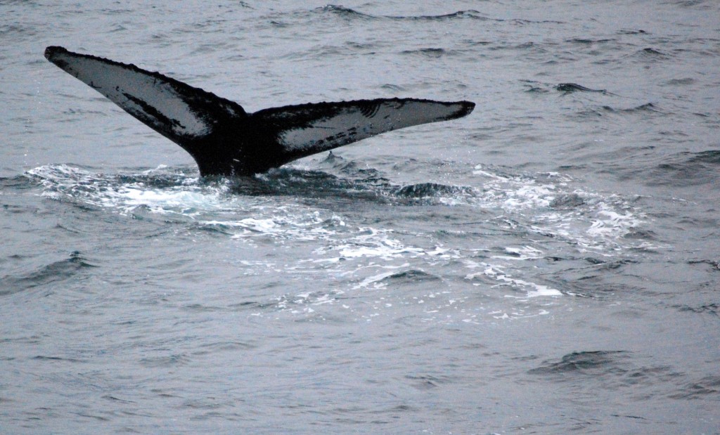 Getting to Know the Animals in San Diego #travel Whale watching
