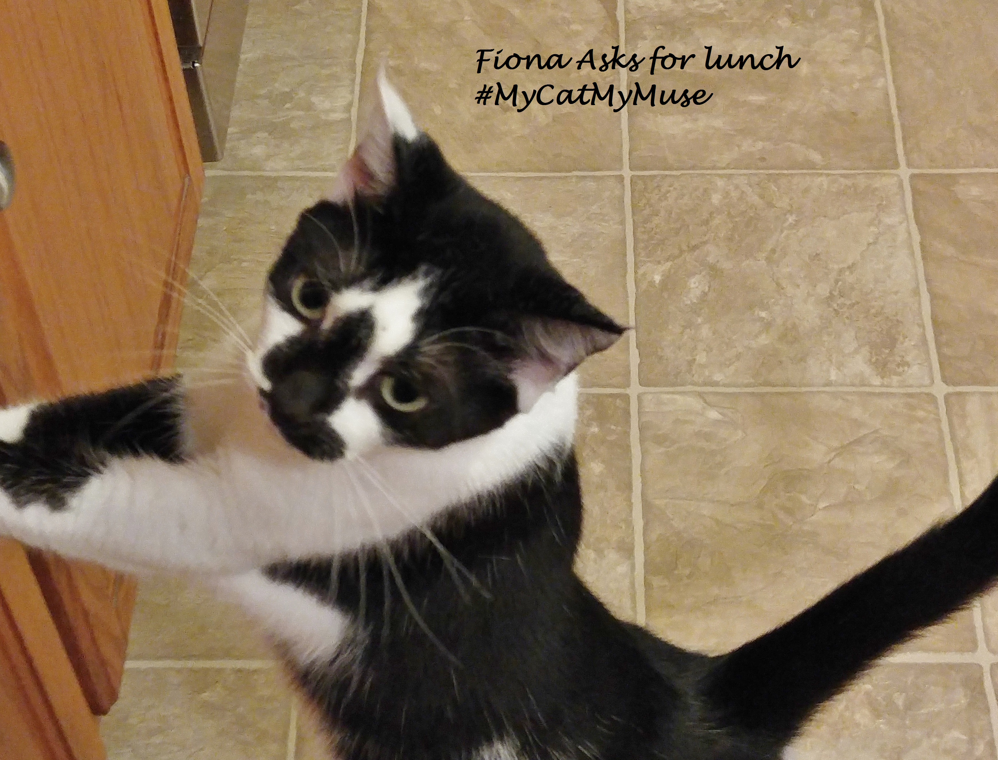 Fiona asks for lunch #MyCatMyMuse