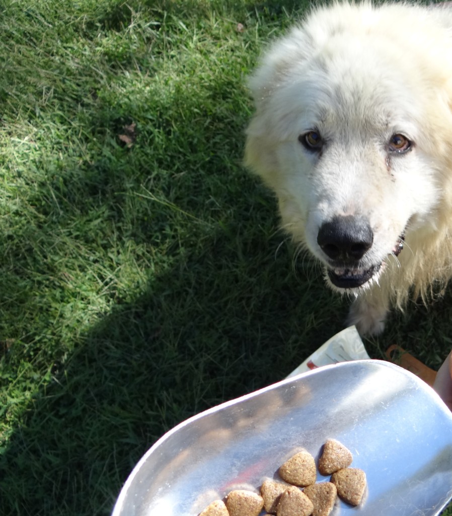 What's on your dog's dinner menu this week? NUTRO ROTATIONS #HonestToDog