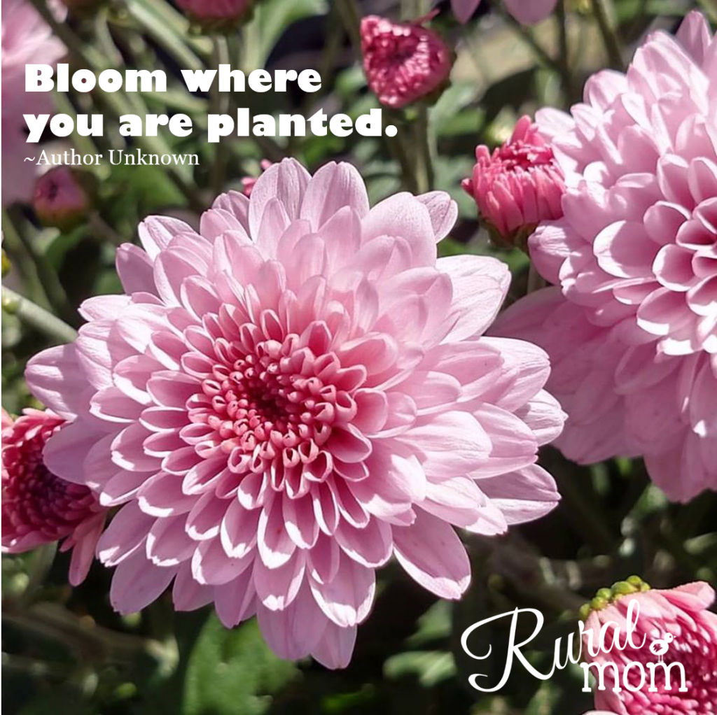 Gardening Quotes bloom where you are planted