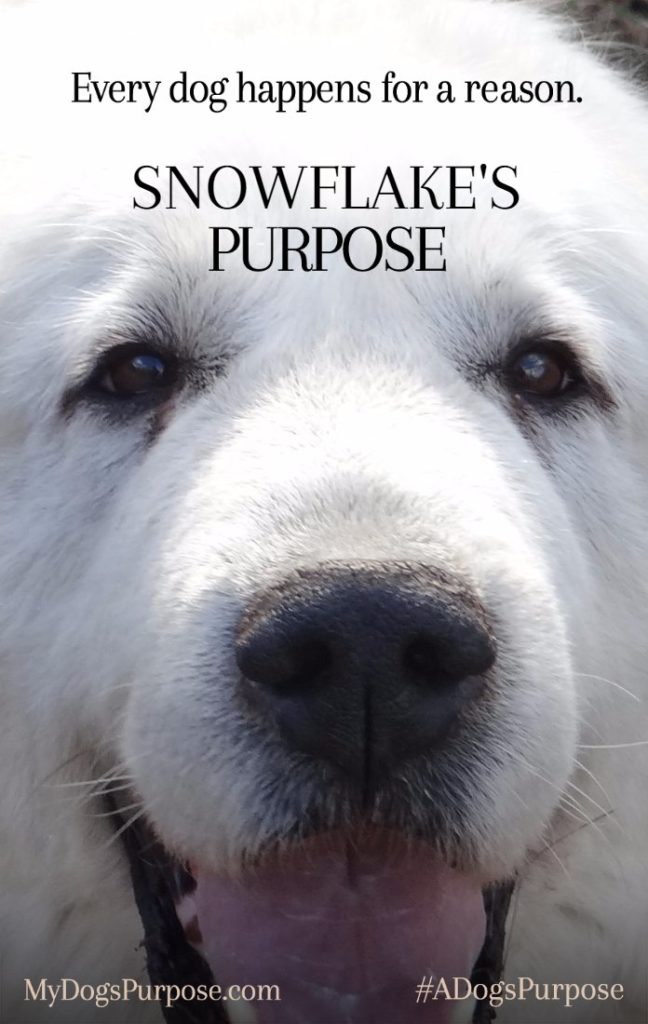 Lessons of A Dog’s Purpose
