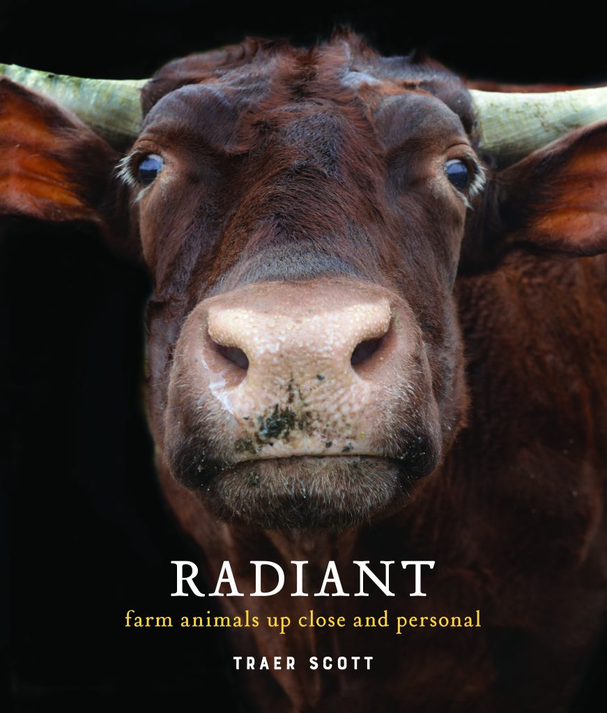 50 by 50 - RADIANT: Farm Animals Up Close and Personal