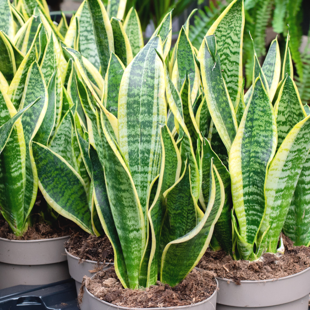 10 Houseplants You Don't Need to Water