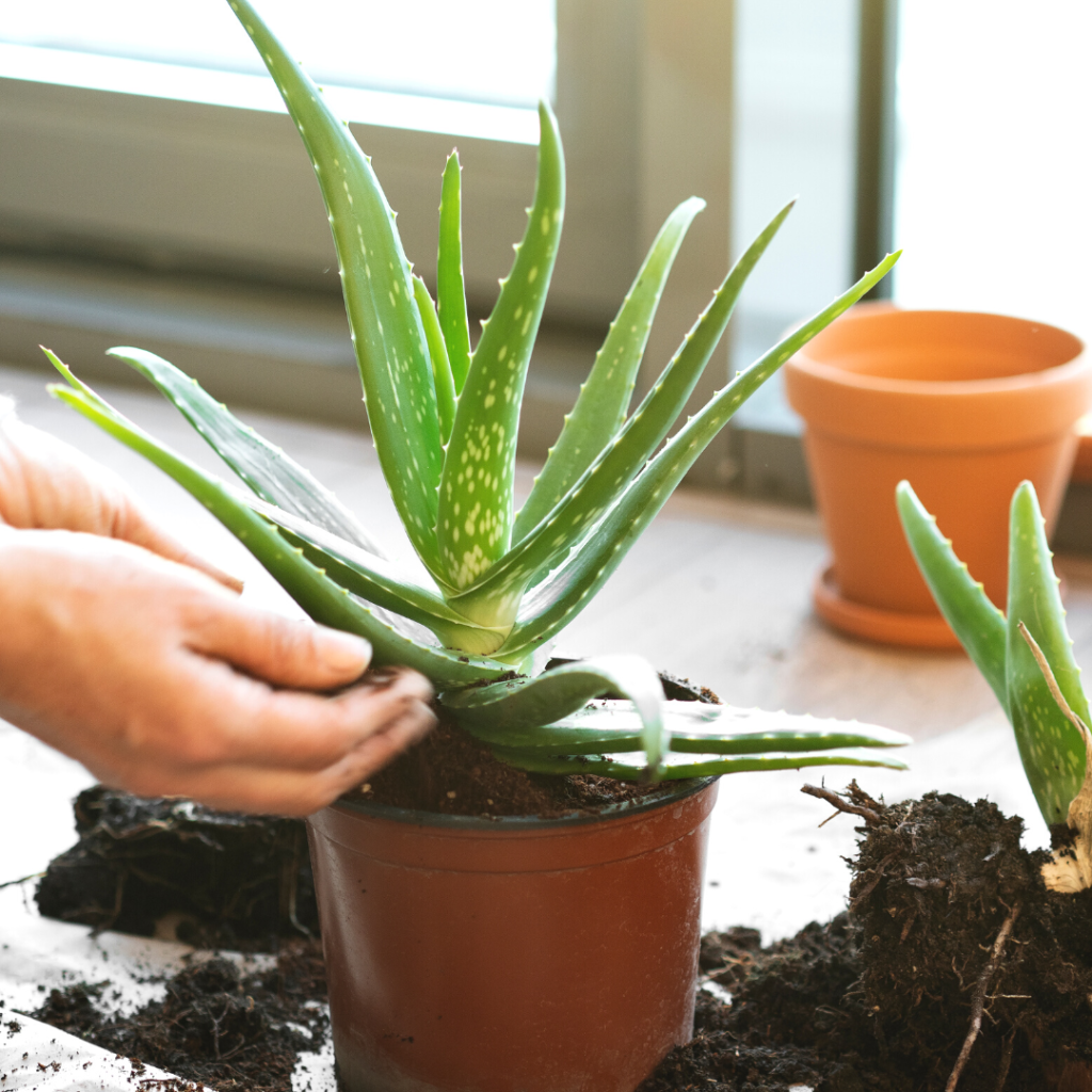 10 Houseplants You Don't Need to Water