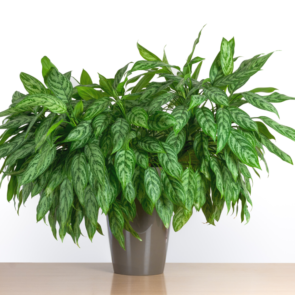 10 Houseplants You Don't Need to Water