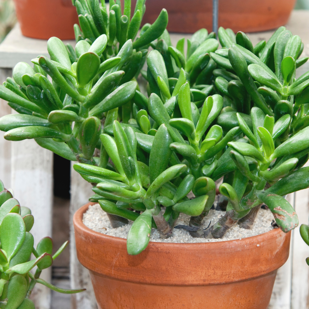 10 Houseplants You Don't Need to Water