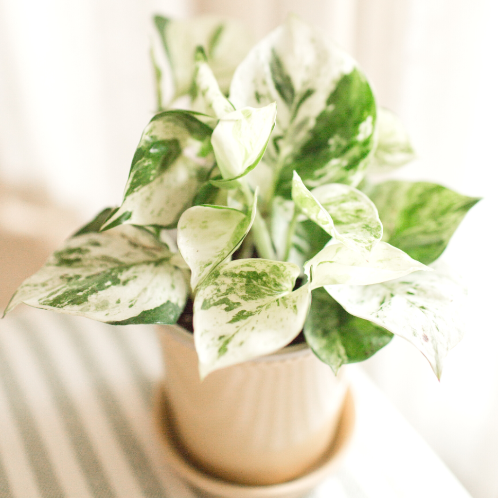 10 Houseplants You Don't Need to Water