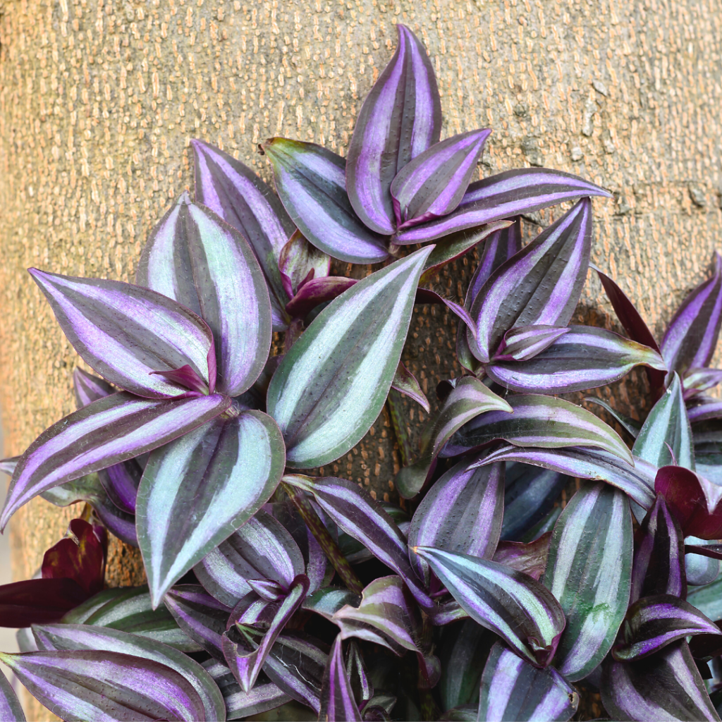 10 Houseplants You Don't Need to Water