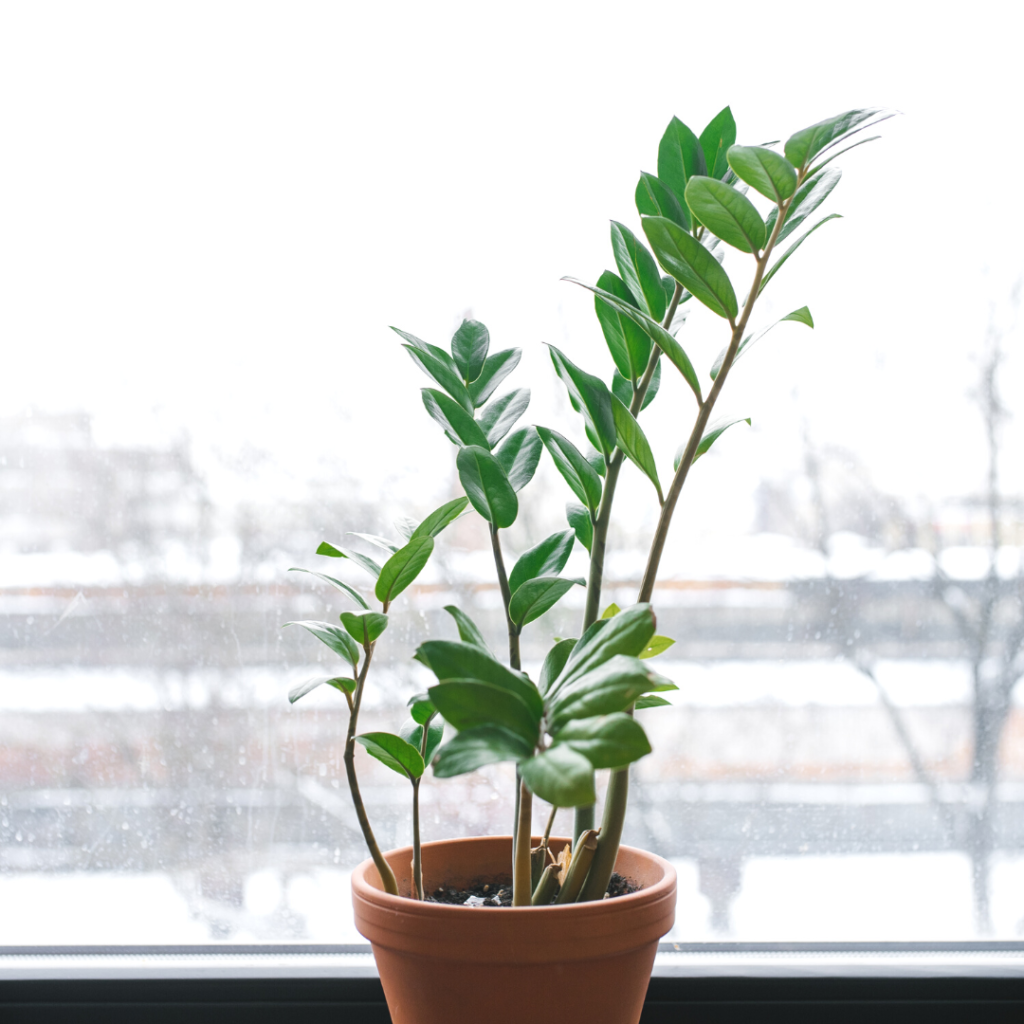 10 Houseplants You Don't Need to Water