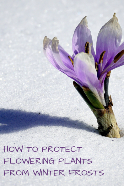 How To Protect Flowering Plants From Winter Frosts Rural Mom 6075