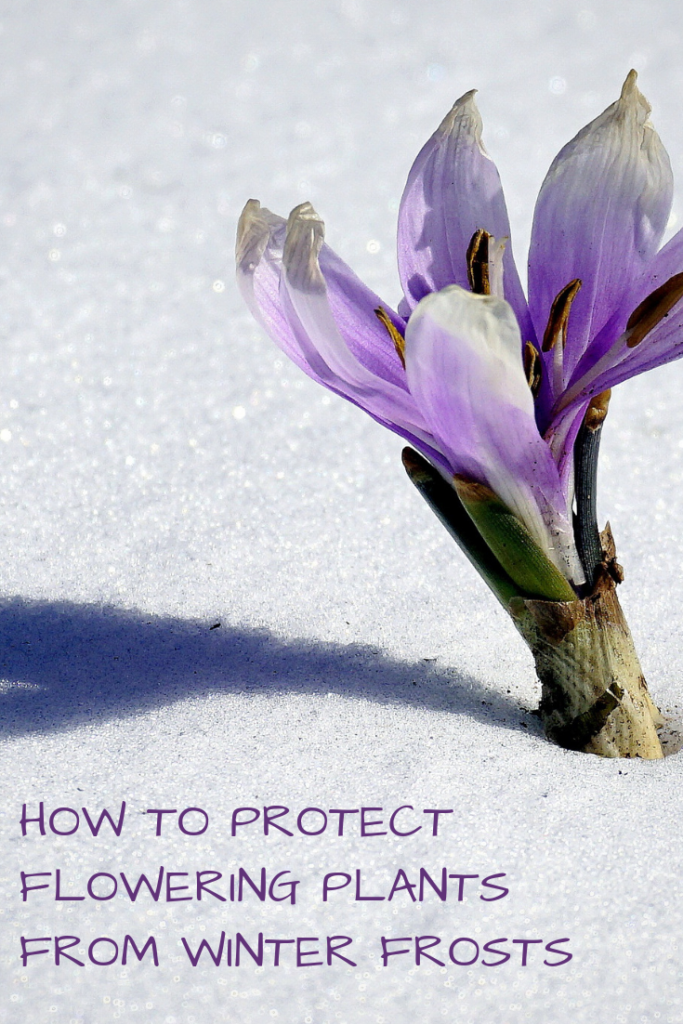 How to Protect Flowering Plants from Winter Frosts Rural Mom