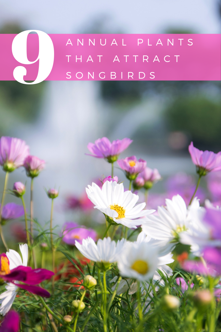 9 Annual Plants That Attract Songbirds to Your Garden