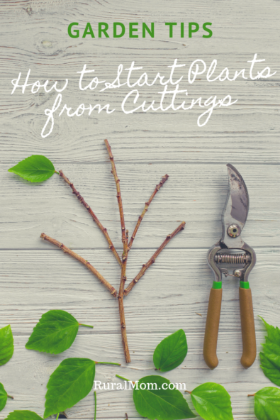 How To Start Plants From Cuttings Rural Mom 
