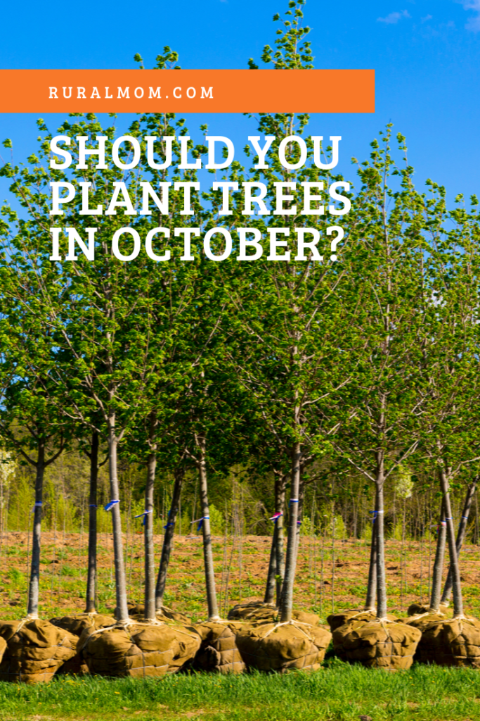 Is it too late to plant trees in October?
