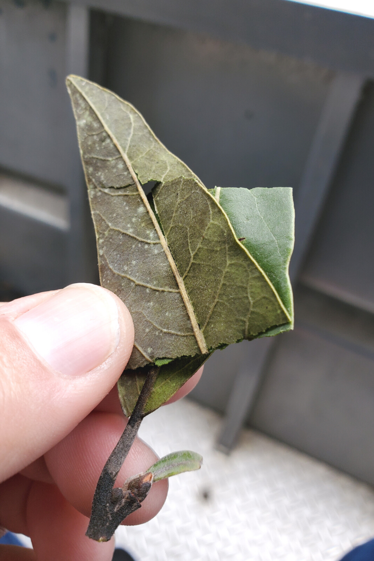 are bay leaves good for dogs