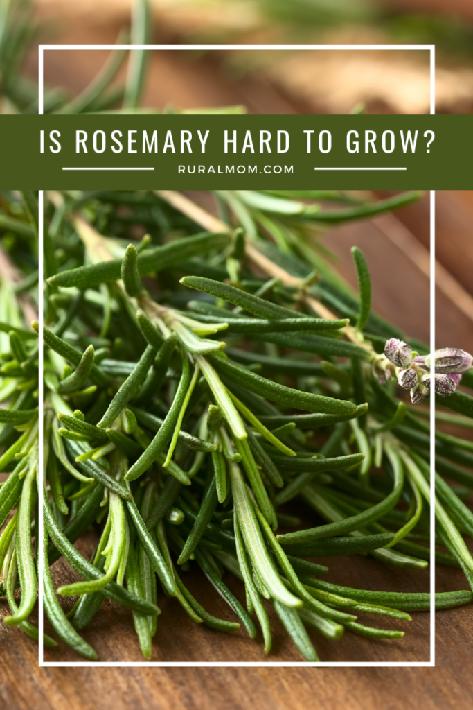 Is Rosemary Hard to Grow?