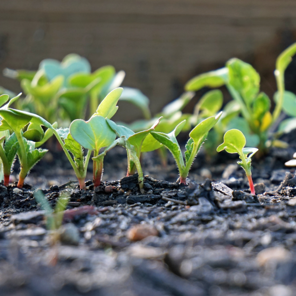 When To Plant Radishes Rural Mom