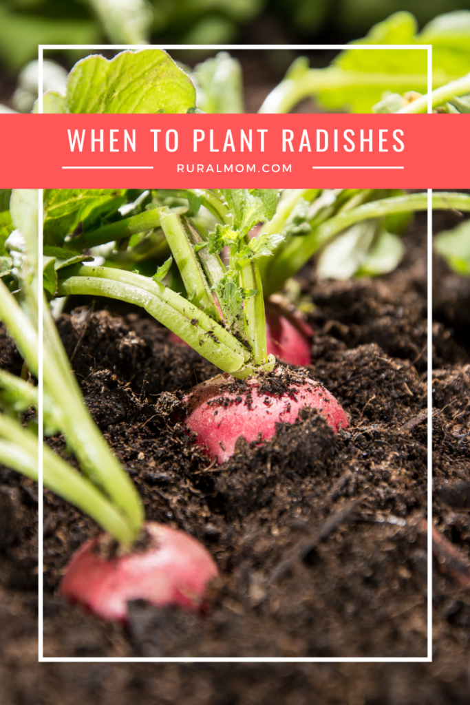 When To Plant Radishes