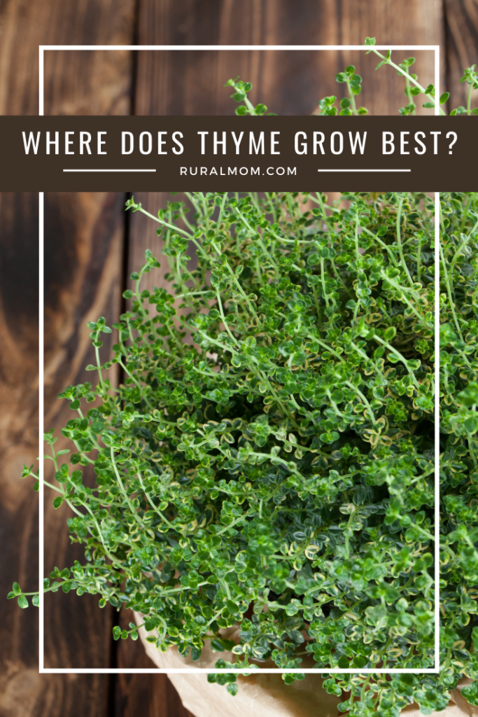 Where Does Thyme Grow Best?