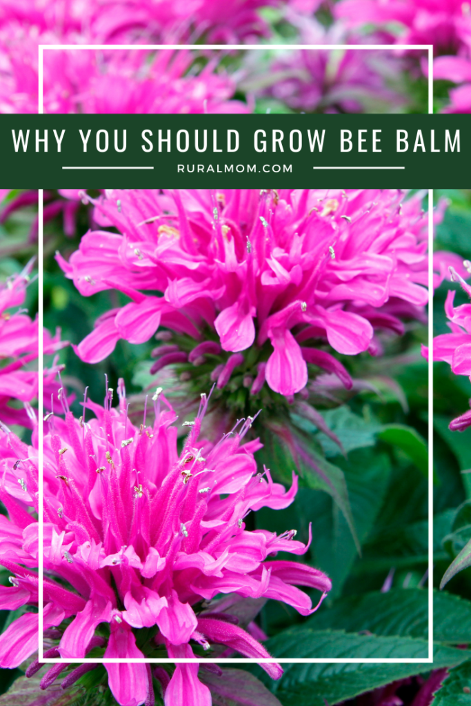 Why You Should Grow Bee Balm