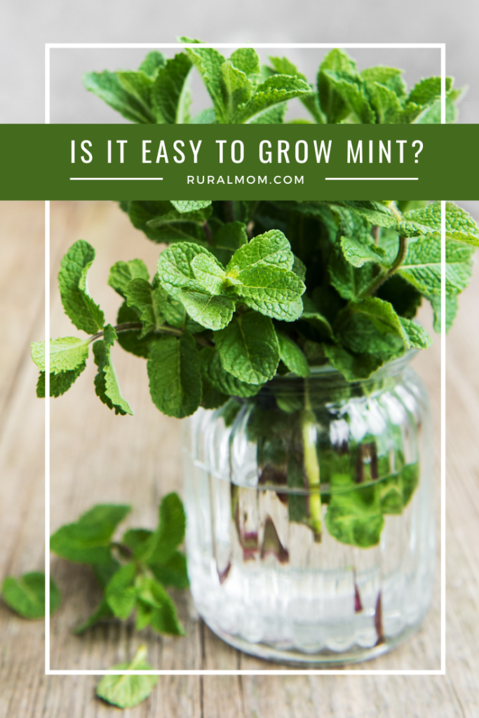 Is It Easy To Grow Mint?
