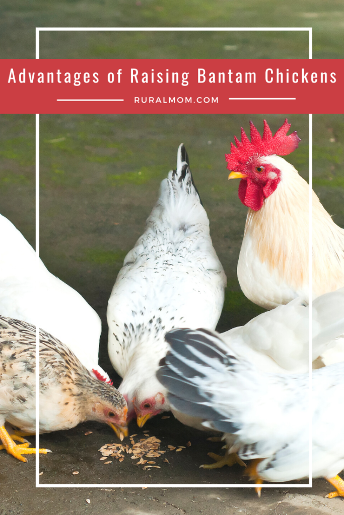 Advantages of Raising Bantam Chickens