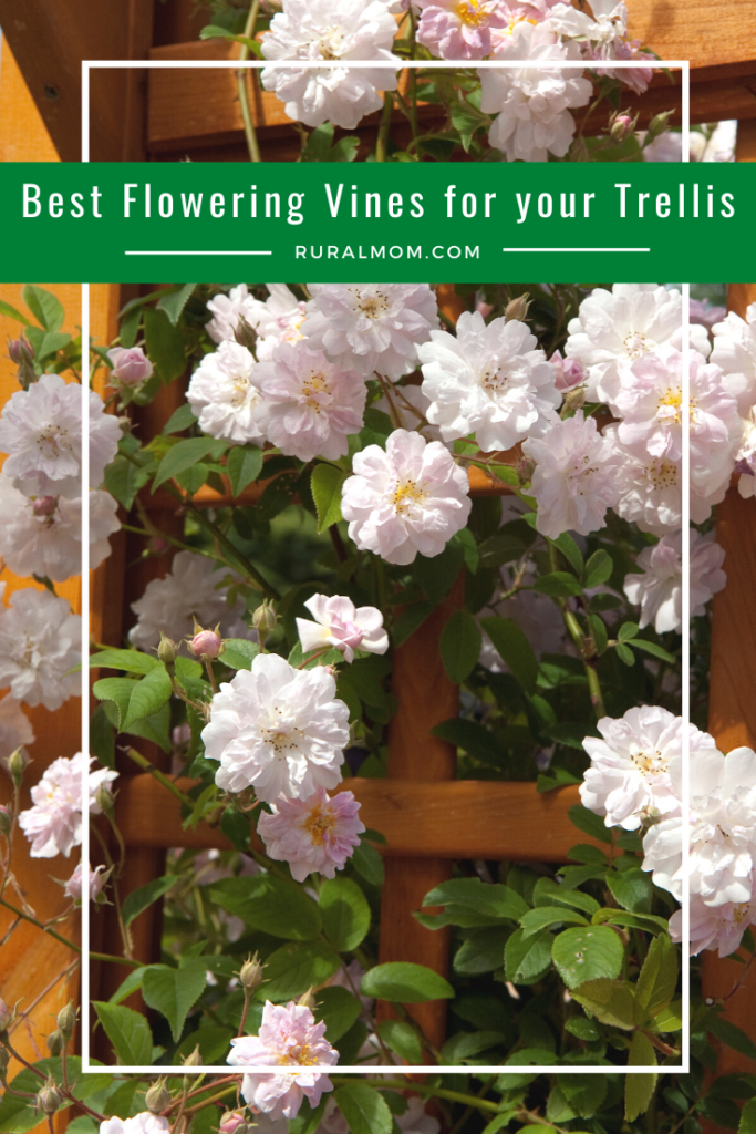 What are the best flowering vines for your trellis?