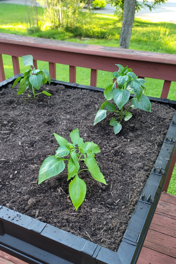 How do Pepper Plants Grow Best?