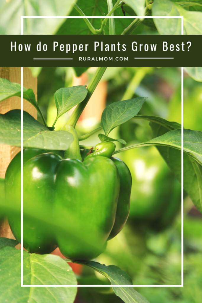 How do Pepper Plants Grow Best?