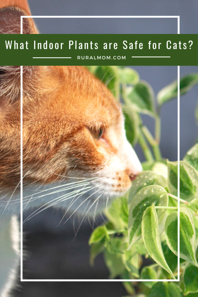 What indoor plants are safe for cat