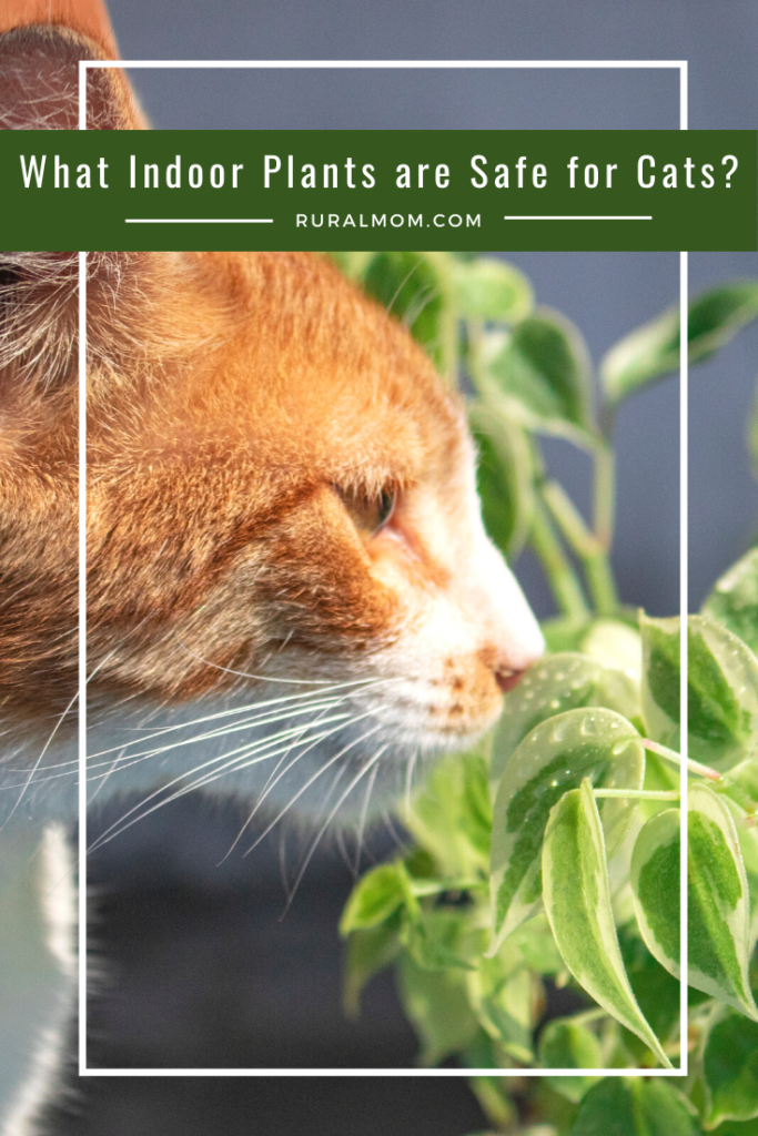 What indoor plants are safe for cats? Rural Mom