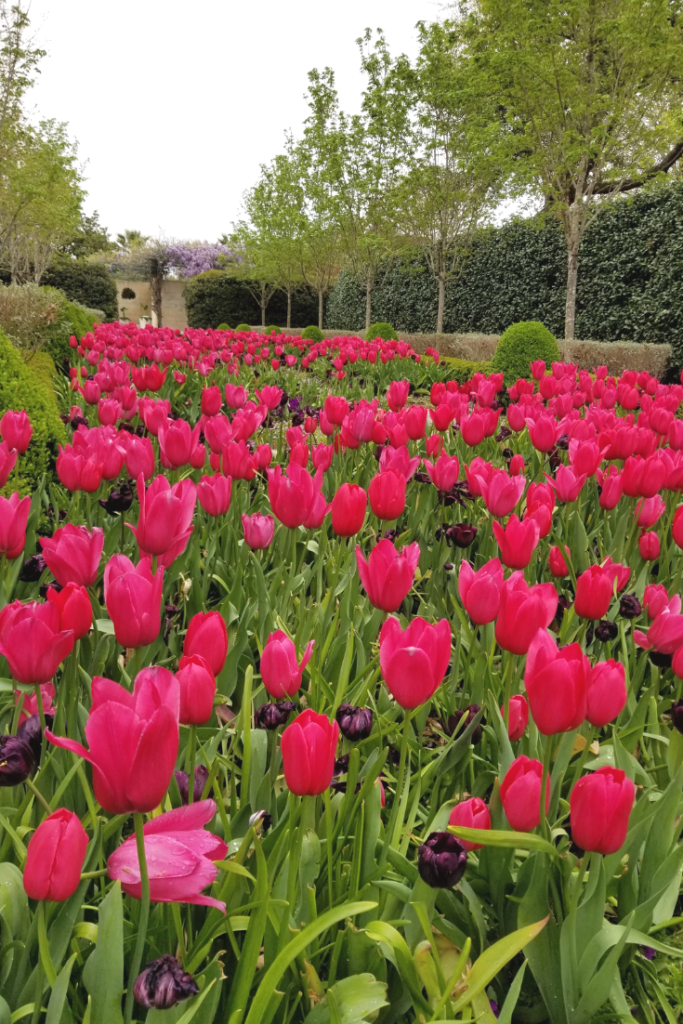 Tulips in bloom at the Dallas Arboretum