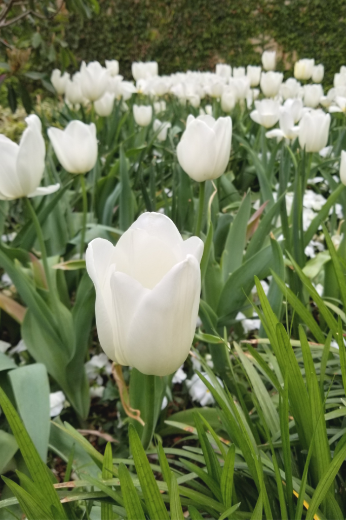 Tulips in bloom at the Dallas Arboretum