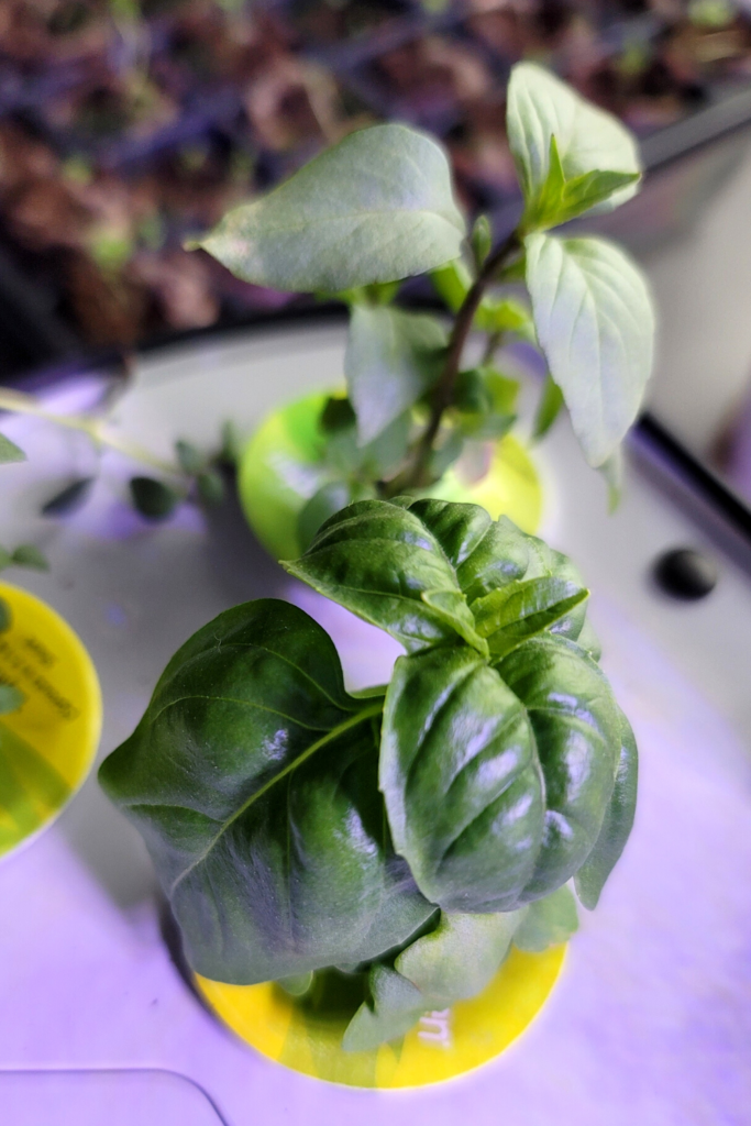 This is just a little over a week after sprouting in the AeroGarden