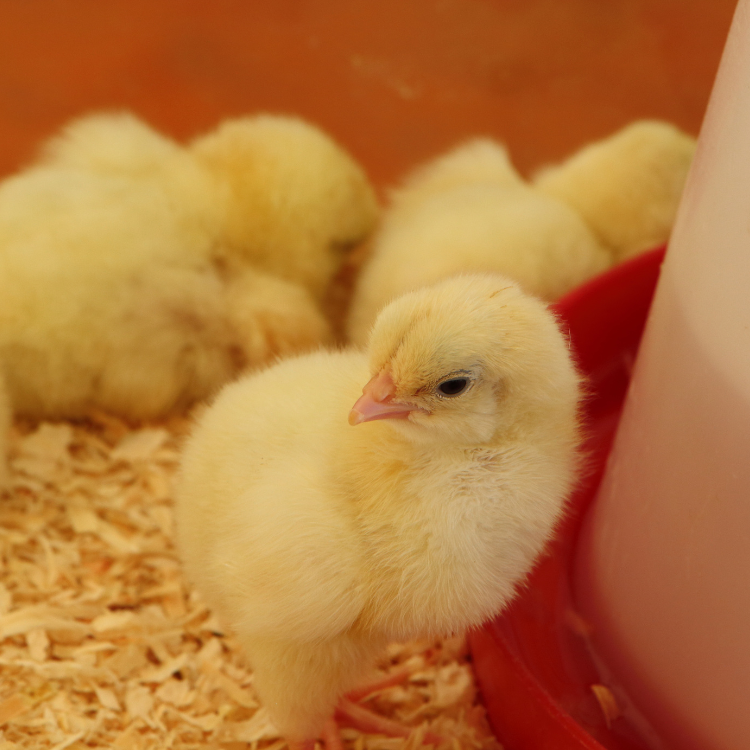 Everything You Need to Know About Chicken Brooders