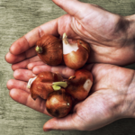 Planting Flower Bulbs in Spring: What You Need to Know Rural Mom